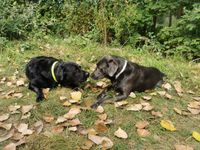 Archie und Lana beschnuppern sich