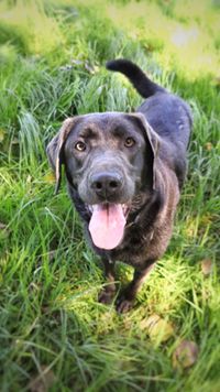 Hundewelpen bei Kassel &ndash; Unsere Labrador Welpen sind bereit, Ihr Herz zu erobern. Besuchen Sie uns in der Umgebung von Kassel!