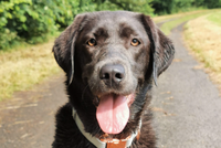 Silber Labrador Welpen bei Kassel &ndash; Hochwertige Welpen mit Ahnentafel aus zuverl&auml;ssiger Zucht. Jetzt bei Kassel entdecken!