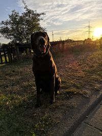 Welpen kaufen bei Kassel &ndash; Hochwertige Labrador Welpen mit Papieren. Finden Sie den perfekten Welpen bei Kassel.